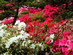 能代公園春まつり（つつじ） @ 能代公園 | 能代市 | 秋田県 | 日本