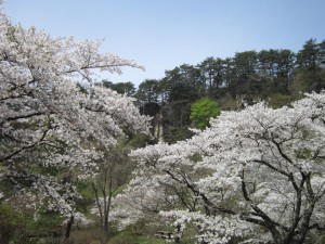 きみまち阪桜２