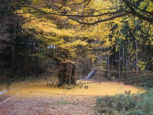 紅葉と歴史を巡る「二ツ井発モニターツアー１泊２日」